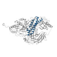 The deposited structure of PDB entry 2wyh contains 2 copies of CATH domain 1.20.1270.50 (Substrate Binding Domain Of Dnak; Chain:A; Domain 2) in Glycoside hydrolase family 38 central domain-containing protein. Showing 1 copy in chain A.
