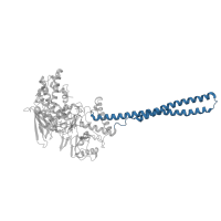 The deposited structure of PDB entry 2xas contains 1 copy of CATH domain 1.10.287.80 (Helix Hairpins) in Lysine-specific histone demethylase 1A. Showing 1 copy in chain A.
