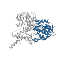 The deposited structure of PDB entry 2xcg contains 2 copies of CATH domain 3.50.50.60 (FAD/NAD(P)-binding domain) in Amine oxidase [flavin-containing] B. Showing 1 copy in chain A.