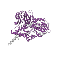 The deposited structure of PDB entry 2xcg contains 2 copies of Pfam domain PF01593 (Flavin containing amine oxidoreductase) in Amine oxidase [flavin-containing] B. Showing 1 copy in chain A.