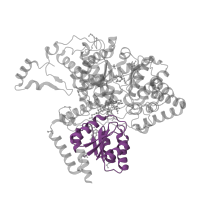 The deposited structure of PDB entry 2xij contains 1 copy of Pfam domain PF02310 (B12 binding domain) in Methylmalonyl-CoA mutase, mitochondrial. Showing 1 copy in chain A.