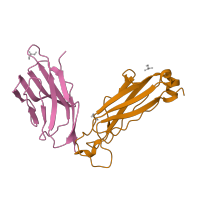 The deposited structure of PDB entry 2xn9 contains 2 copies of CATH domain 2.60.40.10 (Immunoglobulin-like) in T cell receptor beta constant 1. Showing 2 copies in chain B.