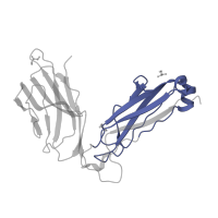 The deposited structure of PDB entry 2xn9 contains 1 copy of Pfam domain PF07654 (Immunoglobulin C1-set domain) in T cell receptor beta constant 1. Showing 1 copy in chain B.