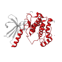 The deposited structure of PDB entry 2xnp contains 1 copy of CATH domain 1.10.510.10 (Transferase(Phosphotransferase); domain 1) in Serine/threonine-protein kinase Nek2. Showing 1 copy in chain A.