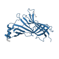 The deposited structure of PDB entry 2xz5 contains 5 copies of Pfam domain PF02931 (Neurotransmitter-gated ion-channel ligand binding domain) in Neurotransmitter-gated ion-channel ligand-binding domain-containing protein. Showing 1 copy in chain A.