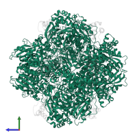 Ribulose bisphosphate carboxylase large chain in PDB entry 2ybv, assembly 1, side view.
