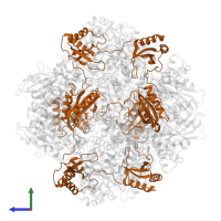 Ribulose bisphosphate carboxylase small subunit in PDB entry 2ybv, assembly 1, side view.