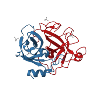 The deposited structure of PDB entry 2zgh contains 2 copies of CATH domain 2.40.10.10 (Thrombin, subunit H) in Granzyme M. Showing 2 copies in chain A.