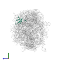 Large ribosomal subunit protein uL13 in PDB entry 2zjq, assembly 1, side view.