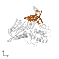 DNA in PDB entry 3a46, assembly 1, front view.