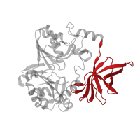 The deposited structure of PDB entry 3a8k contains 4 copies of CATH domain 2.40.30.110 (Elongation Factor Tu (Ef-tu); domain 3) in Aminomethyltransferase. Showing 1 copy in chain A.
