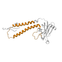 The deposited structure of PDB entry 3ag3 contains 2 copies of Pfam domain PF02790 (Cytochrome C oxidase subunit II, transmembrane domain) in Cytochrome c oxidase subunit 2. Showing 1 copy in chain B.