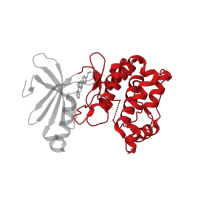 The deposited structure of PDB entry 3aqv contains 1 copy of CATH domain 1.10.510.10 (Transferase(Phosphotransferase); domain 1) in 5'-AMP-activated protein kinase catalytic subunit alpha-2. Showing 1 copy in chain A.