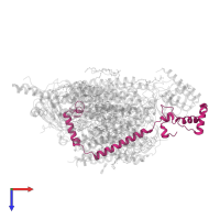 Cytochrome c oxidase subunit 4 isoform 1, mitochondrial in PDB entry 3asn, assembly 2, top view.