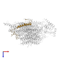 Cytochrome c oxidase subunit 6A2, mitochondrial in PDB entry 3asn, assembly 2, top view.