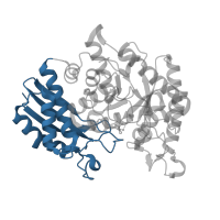 The deposited structure of PDB entry 3b97 contains 4 copies of CATH domain 3.30.390.10 (Enolase-like; domain 1) in Alpha-enolase. Showing 1 copy in chain C.