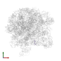 Large ribosomal subunit protein bL33 in PDB entry 3bbx, assembly 1, front view.