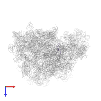 Large ribosomal subunit protein bL33 in PDB entry 3bbx, assembly 1, top view.