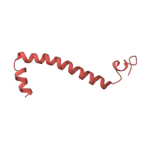 The deposited structure of PDB entry 3bcc contains 1 copy of SCOP domain 81513 (Subunit X (non-heme 7 kDa protein) of cytochrome bc1 complex (Ubiquinol-cytochrome c reductase)) in Cytochrome b-c1 complex subunit 9. Showing 1 copy in chain J.