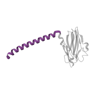 The deposited structure of PDB entry 3bvd contains 1 copy of Pfam domain PF09125 (Cytochrome C oxidase subunit II, transmembrane) in Cytochrome c oxidase subunit 2. Showing 1 copy in chain B.