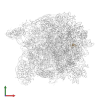 Large ribosomal subunit protein eL39 in PDB entry 3cc2, assembly 1, front view.