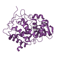 The deposited structure of PDB entry 3ccp contains 1 copy of SCOP domain 48114 (CCP-like) in Cytochrome c peroxidase, mitochondrial. Showing 1 copy in chain A.