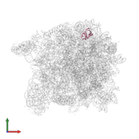 Large ribosomal subunit protein eL31 in PDB entry 3cme, assembly 1, front view.