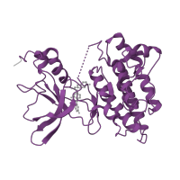 The deposited structure of PDB entry 3cth contains 1 copy of SCOP domain 88854 (Protein kinases, catalytic subunit) in Hepatocyte growth factor receptor. Showing 1 copy in chain A.