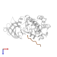 Pimtide peptide in PDB entry 3cxw, assembly 1, top view.