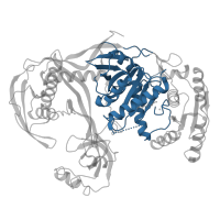 The deposited structure of PDB entry 3dlh contains 2 copies of CATH domain 3.30.420.10 (Nucleotidyltransferase; domain 5) in Protein argonaute. Showing 1 copy in chain A.