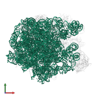 23S ribosomal RNA in PDB entry 3dll, assembly 1, front view.