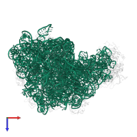 23S ribosomal RNA in PDB entry 3dll, assembly 1, top view.