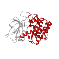 The deposited structure of PDB entry 3dne contains 1 copy of CATH domain 1.10.510.10 (Transferase(Phosphotransferase); domain 1) in cAMP-dependent protein kinase catalytic subunit alpha. Showing 1 copy in chain A.
