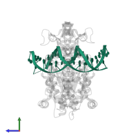 DNA (5'-D(*DAP*DAP*DGP*DTP*DCP*DGP*DAP*DCP*DCP*DGP*DGP*DTP*DGP*DGP*DAP*DCP*DT)-3') in PDB entry 3dpg, assembly 1, side view.