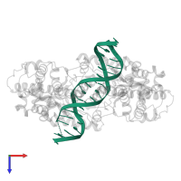 DNA (5'-D(*DAP*DAP*DGP*DTP*DCP*DGP*DAP*DCP*DCP*DGP*DGP*DTP*DGP*DGP*DAP*DCP*DT)-3') in PDB entry 3dpg, assembly 1, top view.