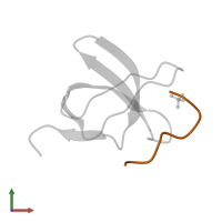 p41 peptide in PDB entry 3eg1, assembly 2, front view.