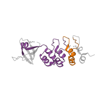 The deposited structure of PDB entry 3ehq contains 4 copies of Pfam domain PF12796 (Ankyrin repeats (3 copies)) in Osteoclast-stimulating factor 1. Showing 2 copies in chain A.