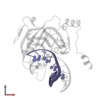 5'-D(*DGP*DTP*DCP*DAP*DGP*DCP*DGP*DCP*DAP*DTP*DGP*DG)-3' in PDB entry 3f8i, assembly 1, front view.