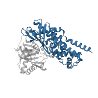 The deposited structure of PDB entry 3fgu contains 1 copy of CATH domain 3.40.367.20 (Hexokinase; domain 1) in Hexokinase-4. Showing 1 copy in chain A.