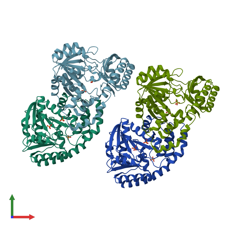 <div class='caption-body'><ul class ='image_legend_ul'>The deposited structure of PDB entry 3ftb coloured by chain and viewed from the front. The entry contains: <li class ='image_legend_li'>4 copies of Histidinol-phosphate aminotransferase</li><li class ='image_legend_li'>[]<ul class ='image_legend_ul'><li class ='image_legend_li'>10 copies of PHOSPHATE ION</li></ul></li></div>