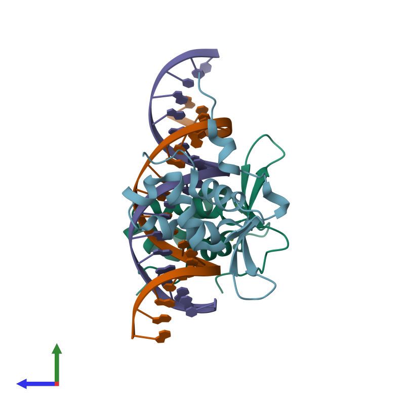 <div class='caption-body'><ul class ='image_legend_ul'>The deposited structure of PDB entry 3g73 coloured by chain and viewed from the side. The entry contains: <li class ='image_legend_li'>2 copies of Forkhead box protein M1</li> <li class ='image_legend_li'>1 copy of DNA (5'-D(P*AP*AP*AP*TP*TP*GP*TP*TP*TP*AP*TP*AP*AP*AP*CP*AP*GP*CP*CP*CP*G)-3')</li> <li class ='image_legend_li'>1 copy of DNA (5'-D(P*TP*TP*CP*GP*GP*GP*CP*TP*GP*TP*TP*TP*AP*TP*AP*AP*AP*CP*AP*AP*T)-3')</li><li class ='image_legend_li'>[]<ul class ='image_legend_ul'><li class ='image_legend_li'>2 copies of MAGNESIUM ION</li></ul></li></div>