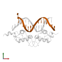 DNA (5'-D(*TP*GP*GP*AP*AP*CP*CP*CP*AP*AP*TP*GP*TP*TP*CP*T)-3') in PDB entry 3g8u, assembly 1, front view.