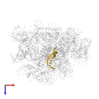 RNA (5'-R(*AP*UP*CP*GP*AP*GP*AP*GP*GP*AP*UP*UP*C)-3') in PDB entry 3gtl, assembly 1, top view.