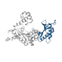 The deposited structure of PDB entry 3gv5 contains 2 copies of CATH domain 3.30.1490.100 (Dna Ligase; domain 1) in DNA polymerase iota. Showing 1 copy in chain D.