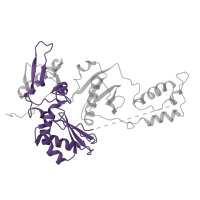 The deposited structure of PDB entry 3hvt contains 1 copy of Pfam domain PF00078 (Reverse transcriptase (RNA-dependent DNA polymerase)) in p51 RT. Showing 1 copy in chain B.