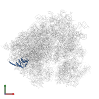 Large ribosomal subunit protein uL30A in PDB entry 3j6y, assembly 1, front view.