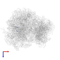 Large ribosomal subunit protein eL29 in PDB entry 3j6y, assembly 1, top view.