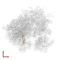 Large ribosomal subunit protein eL42A in PDB entry 3j6y, assembly 1, front view.