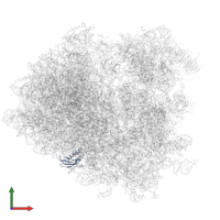 Large ribosomal subunit protein eL31A in PDB entry 3j77, assembly 1, front view.