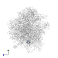 Large ribosomal subunit protein eL31A in PDB entry 3j77, assembly 1, side view.